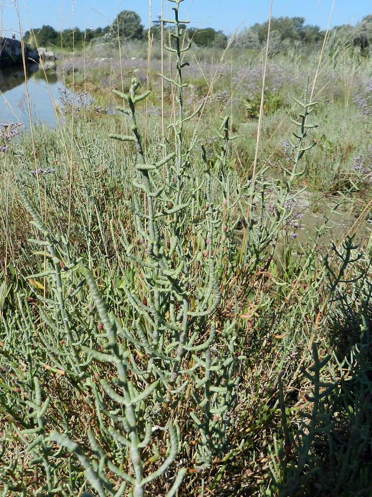 Salicornia da confermare